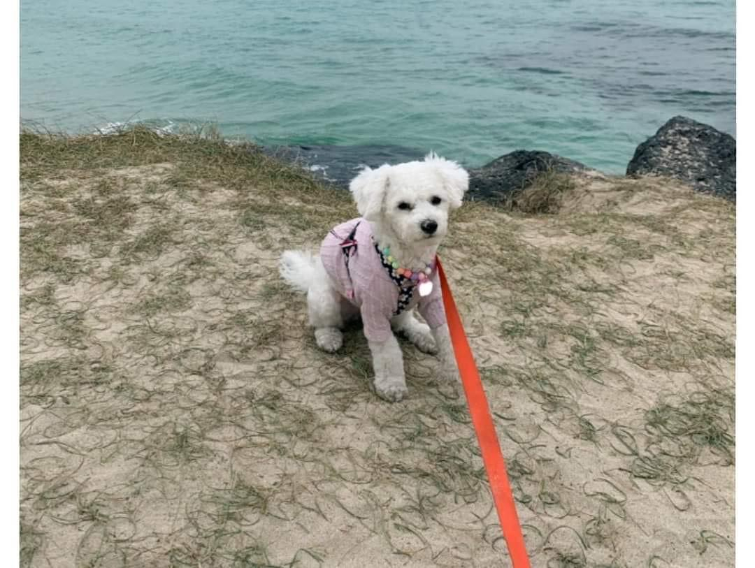 济州岛旅行期间一直垮起个小狗批脸的修狗__财经头条