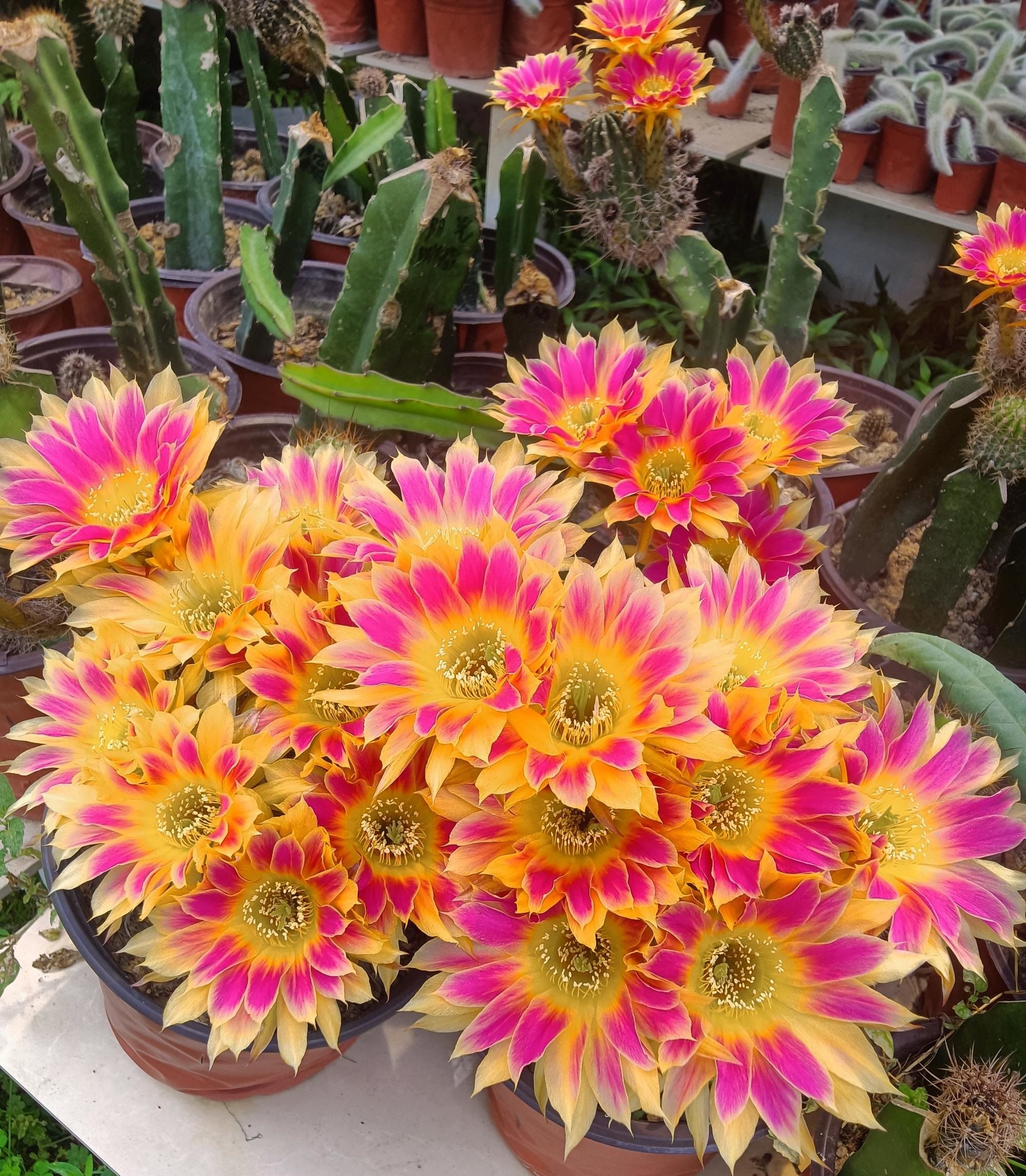 仙人球界的贵族阳光明媚花大色美开花勤奋你值得拥有