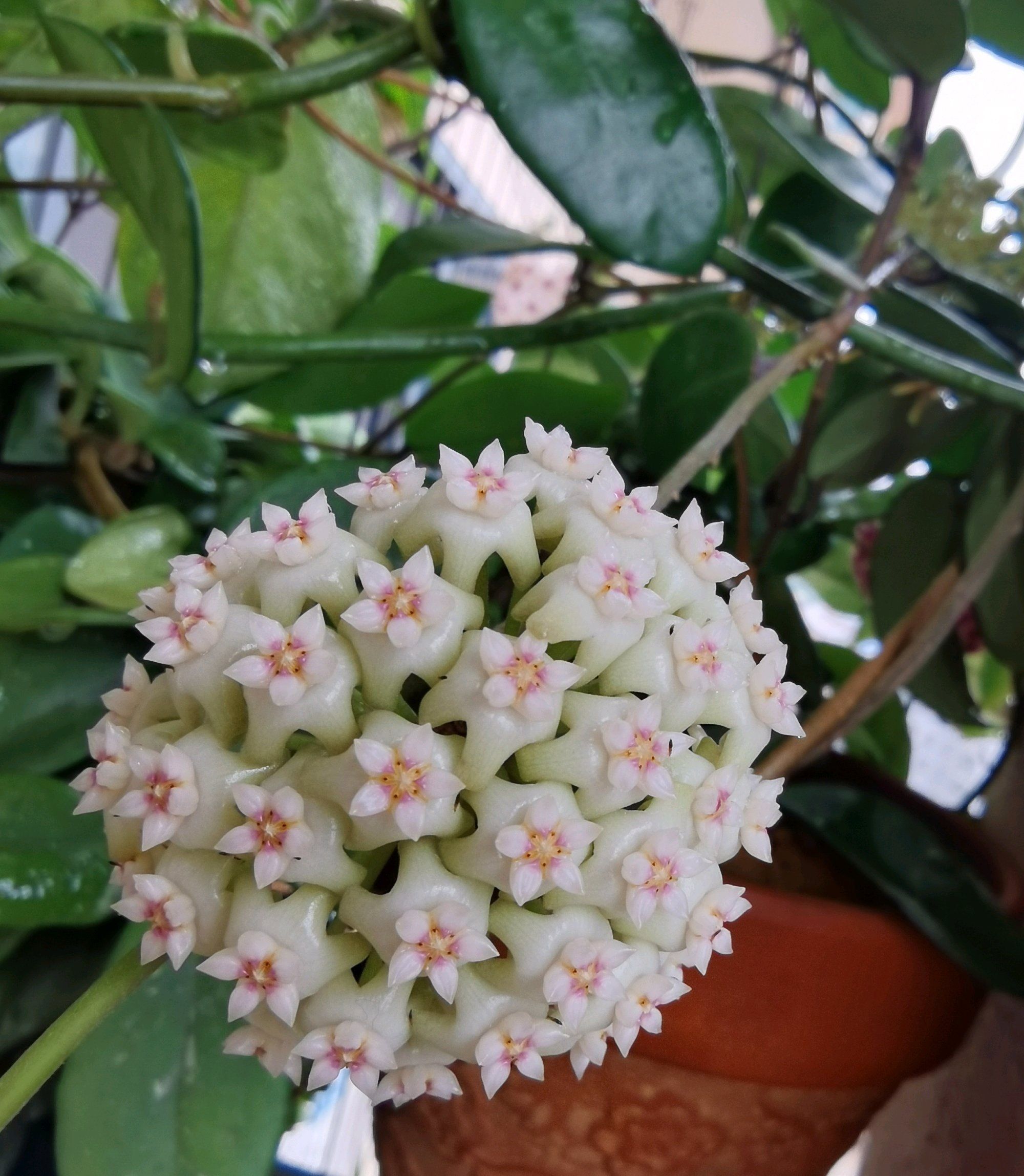 新手养球兰就选羊脂玉皮实好养又美又香而且开花勤奋