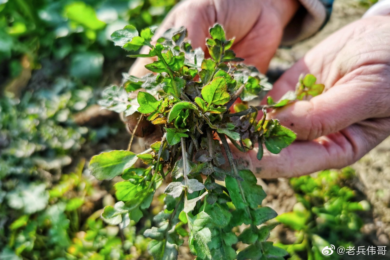 远离人山人海,这个春节我在江南挖野菜|荠菜|江南_新浪新闻