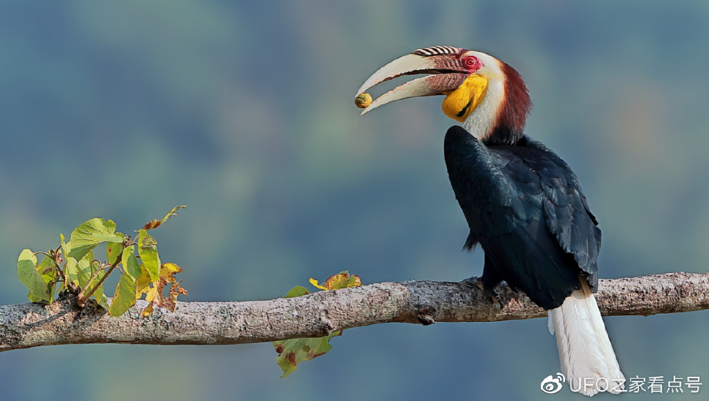 脑袋被人类盯上的鸟,头骨比象牙贵3倍,活着被取骨后默默等死__财经头