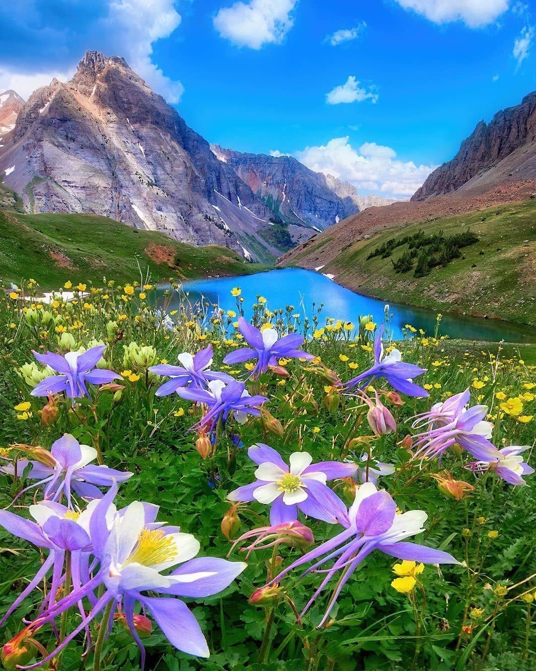 山花烂漫