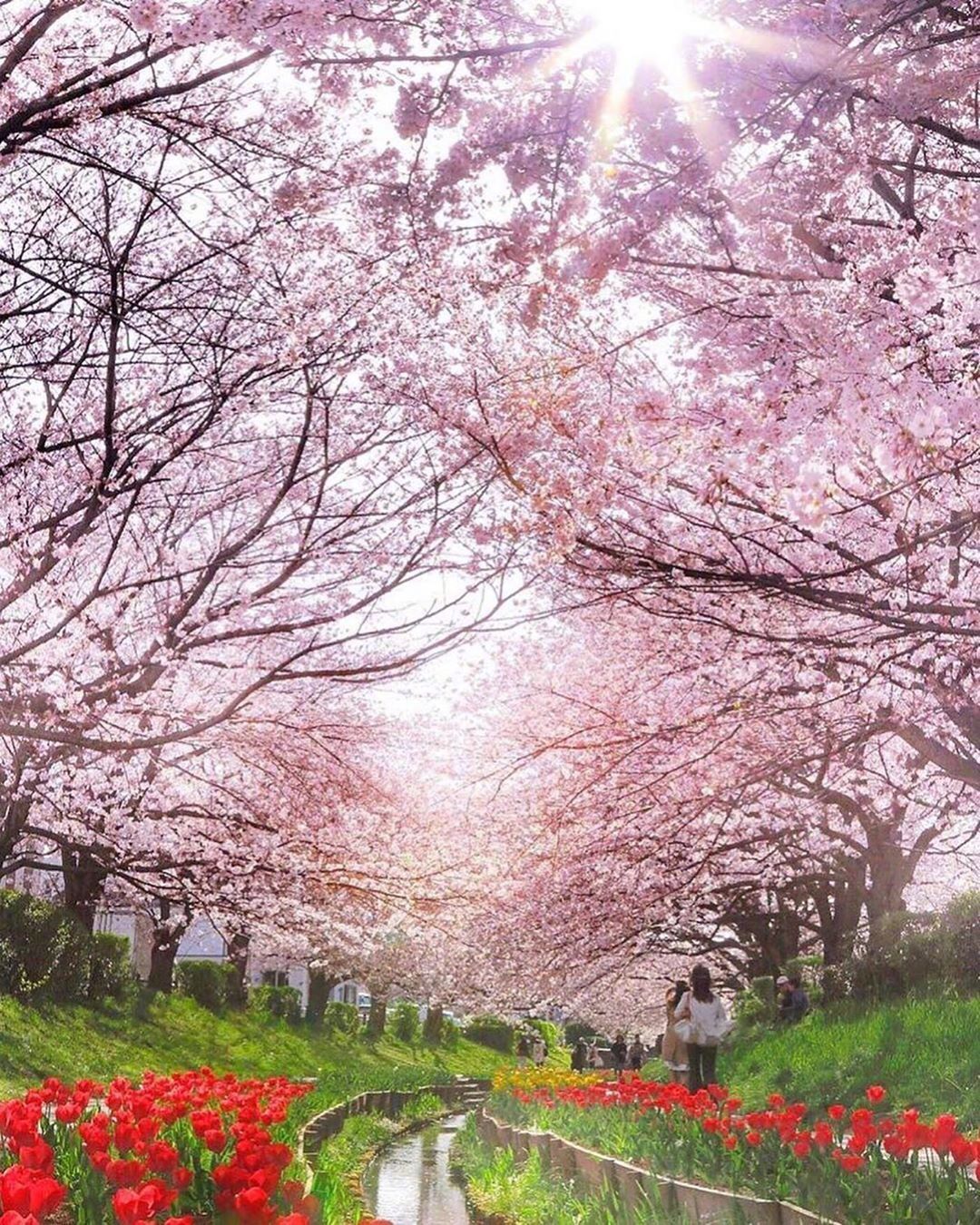 花开堪折直须折 莫待无花空折枝 这个春天你赏花了吗