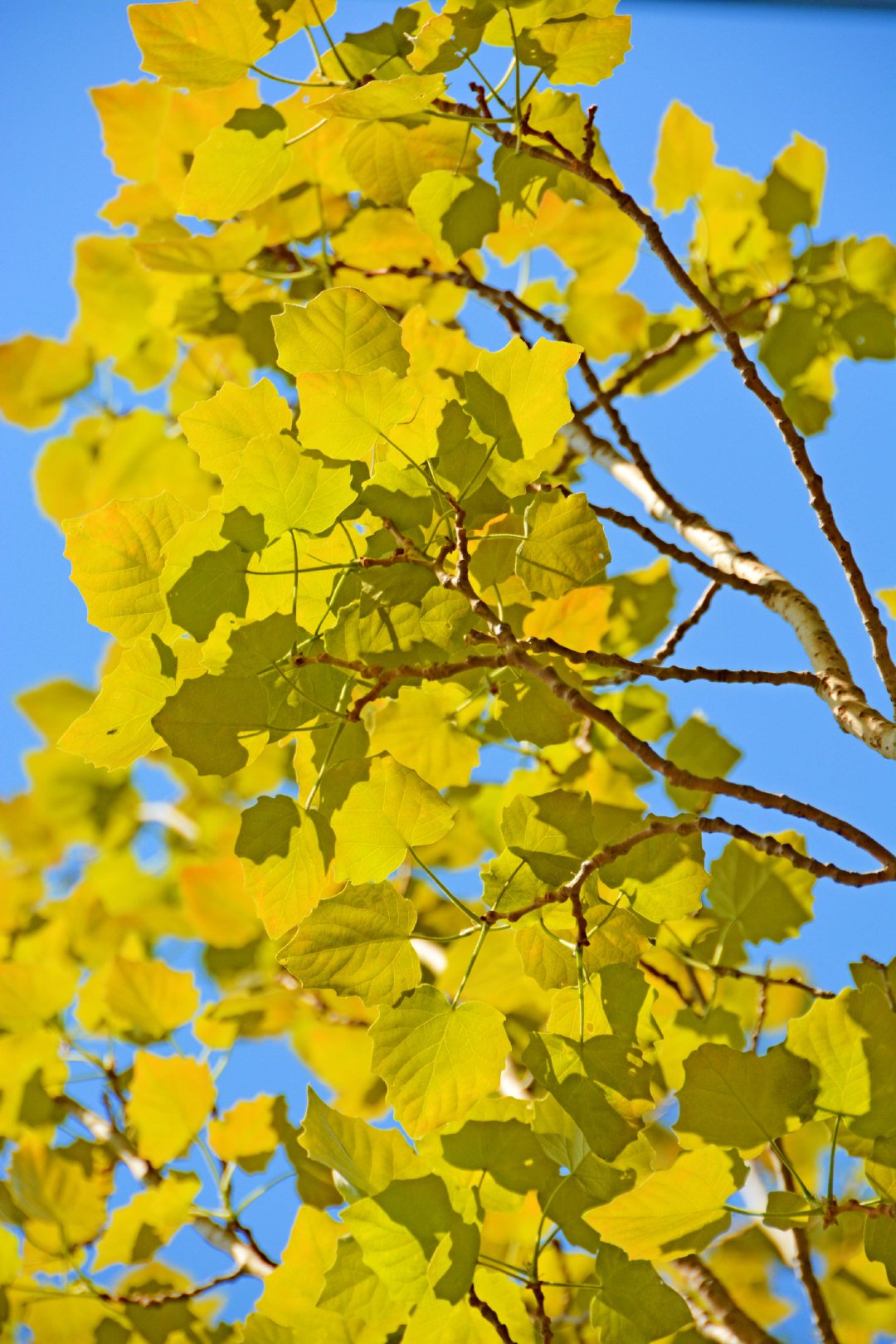 初春的杨树叶,原创拍摄|杨树叶|原创|拍摄_新浪新闻