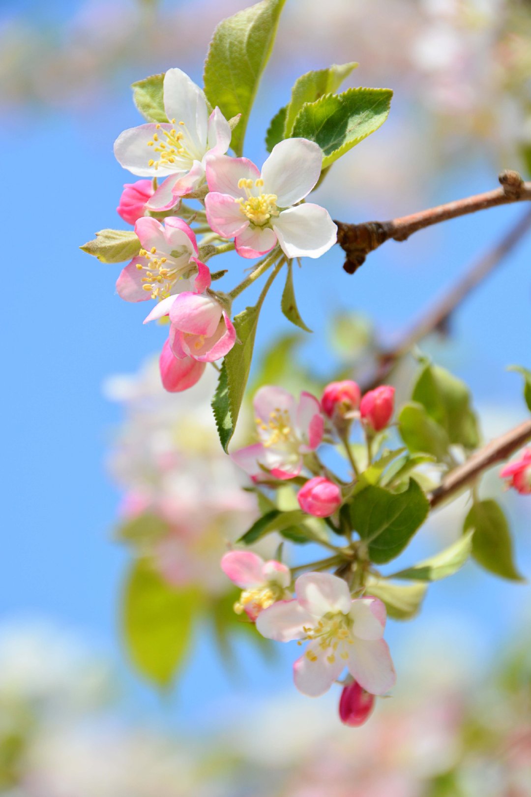 粉白海棠花,原创拍摄|海棠花|原创|拍摄_新浪新闻