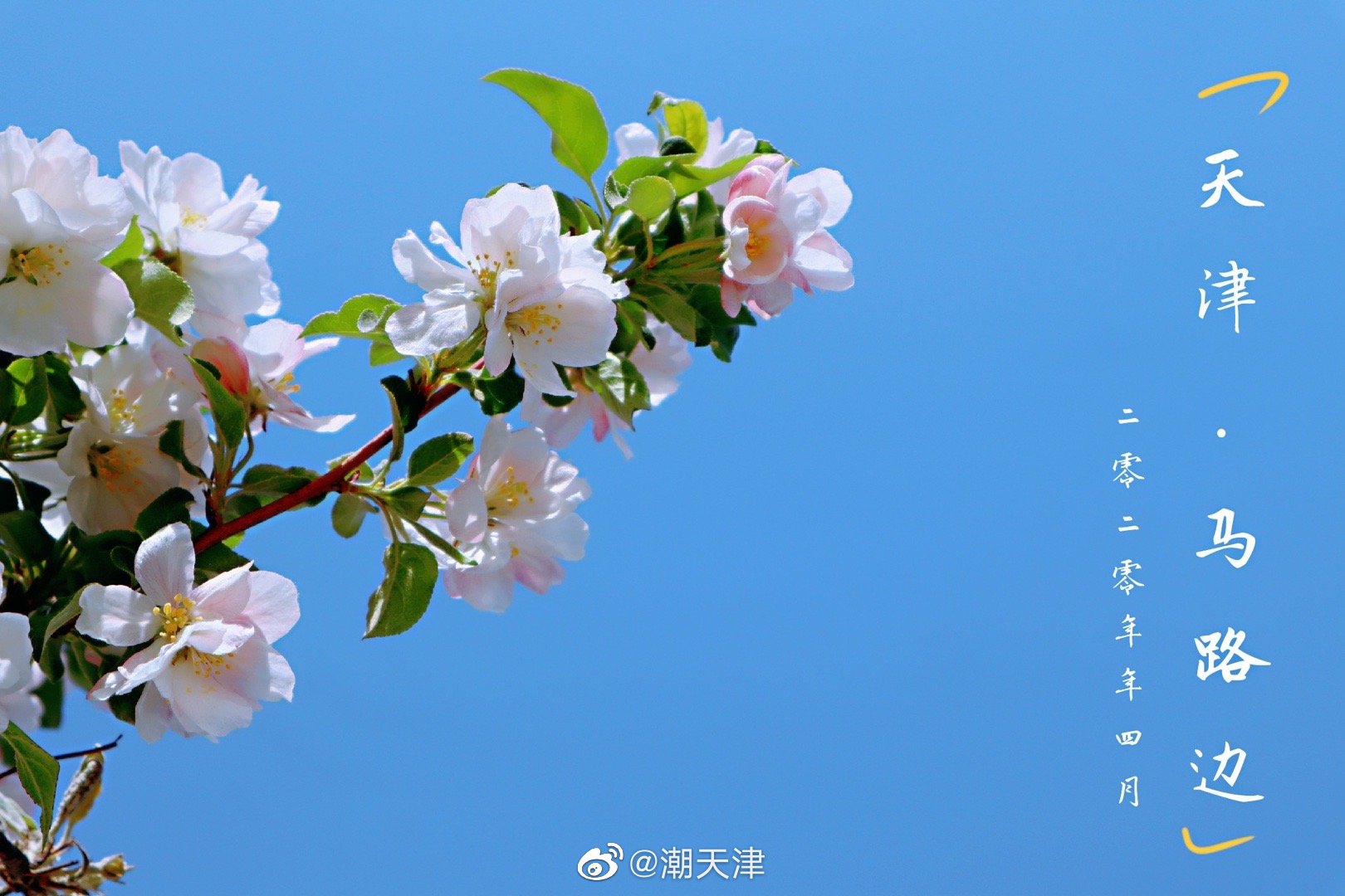 人间最美四月天(by@法律人孙正 )_高清图集_新浪网