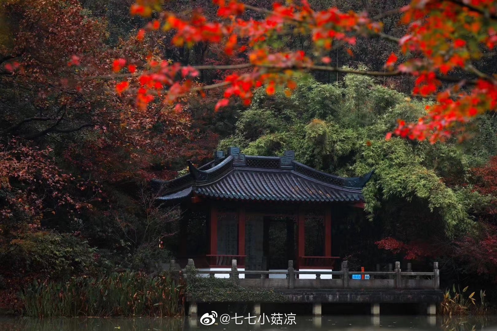 学员作品欣赏 来自cecelia 的红叶满山 听雨 赏枫 踏雪