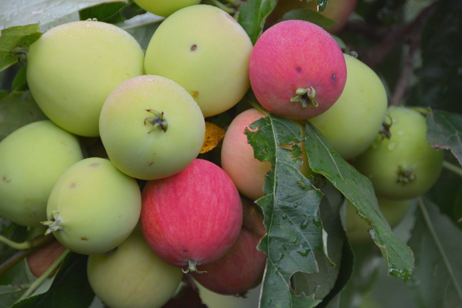 快成熟的沙果原创拍摄