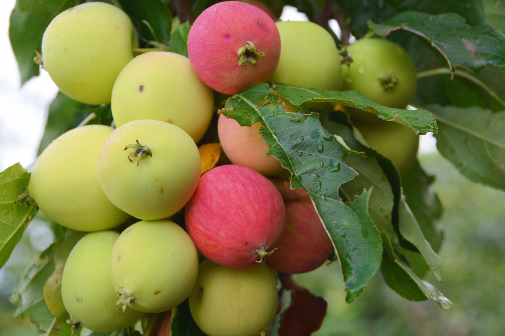 快成熟的沙果原创拍摄