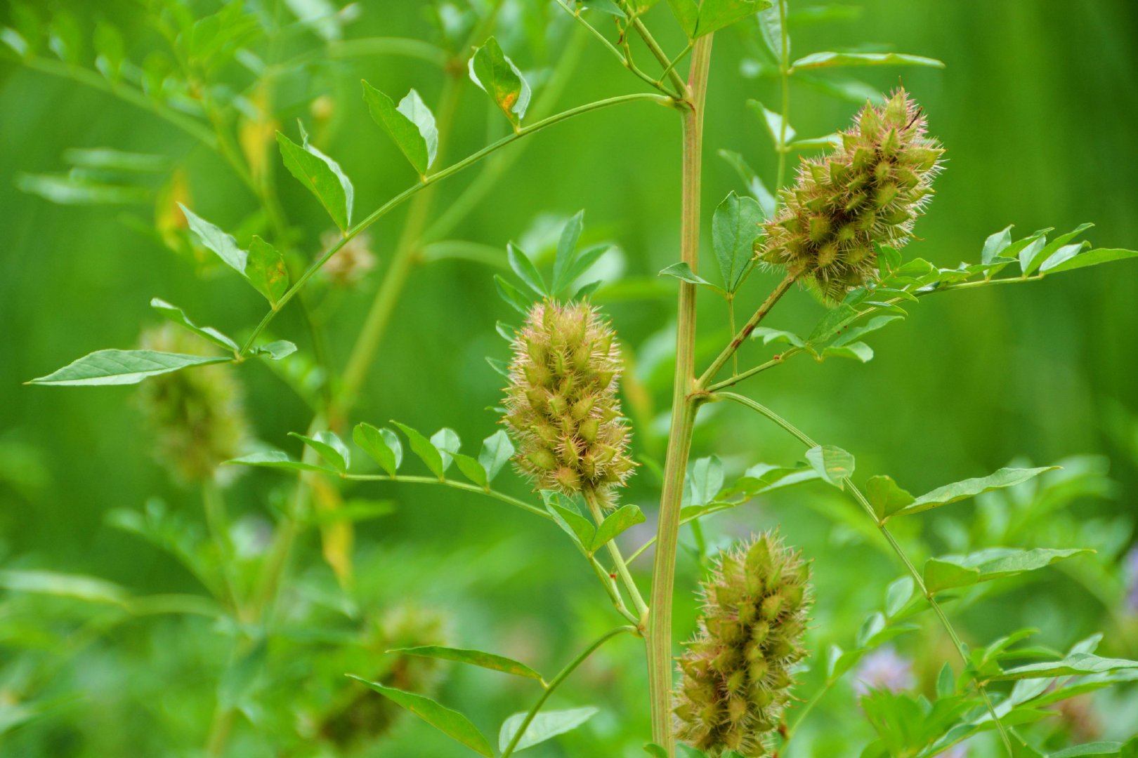刺果甘草的花和果,原创拍摄_新浪新闻