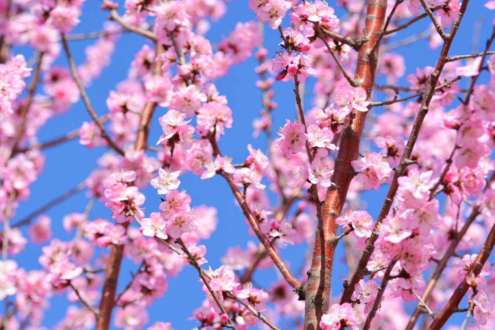 淡粉色山桃花,原创拍摄|山桃花|淡粉色|原创_新浪新闻