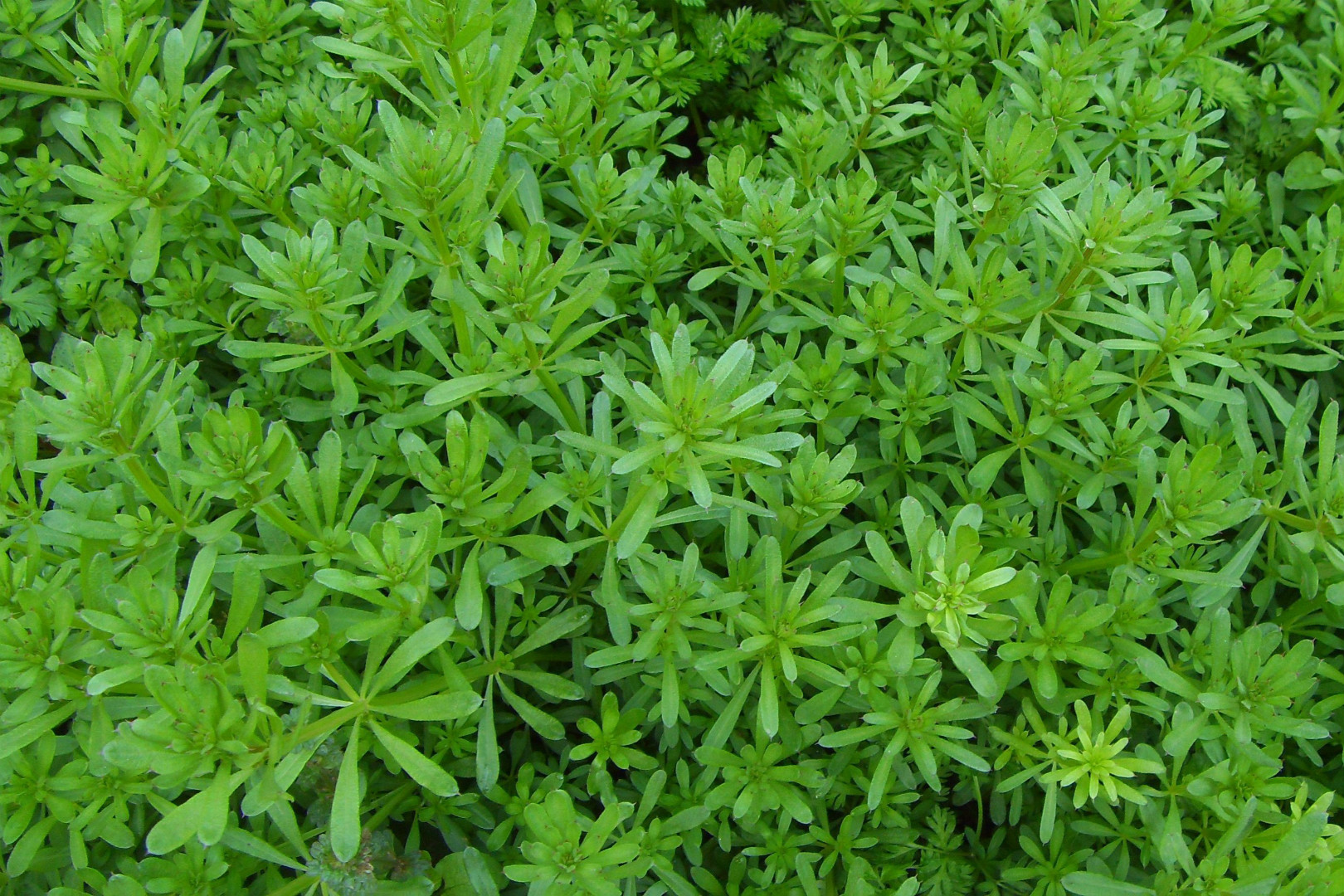 猪殃殃|人称|植物_新浪新闻