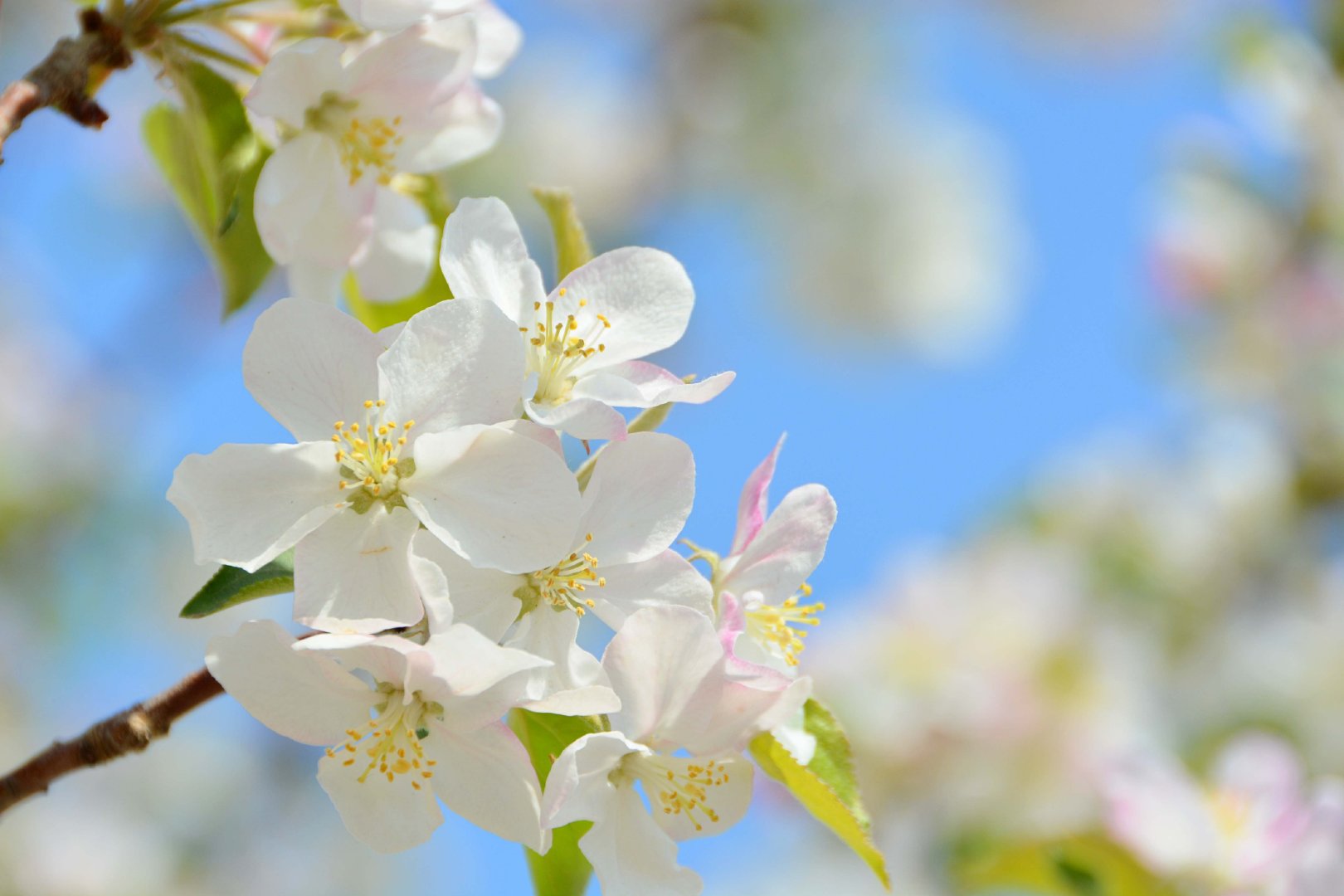 粉白海棠花,原创拍摄|海棠花|原创|拍摄_新浪新闻