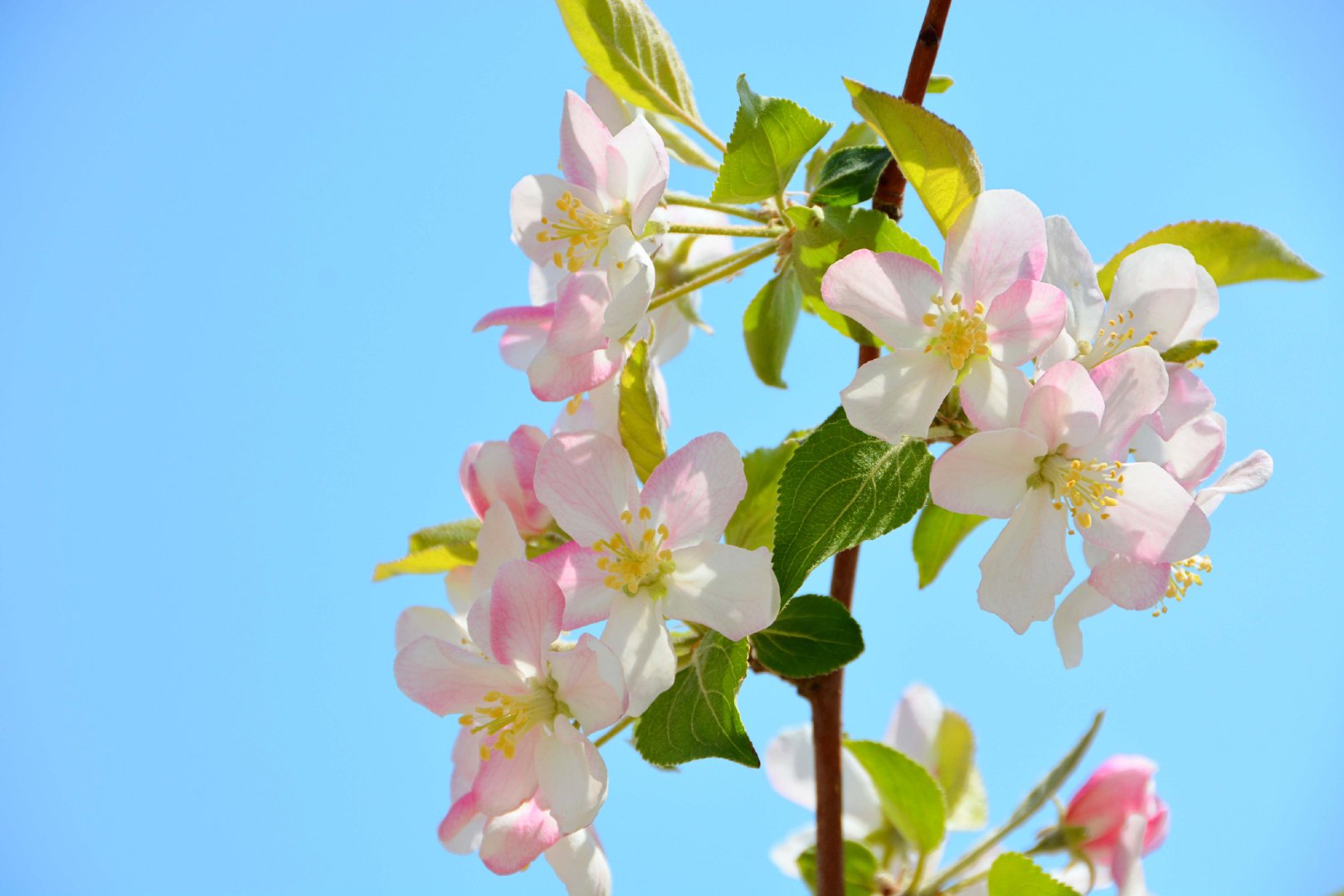 粉白海棠花,原创拍摄|海棠花|原创|拍摄_新浪新闻