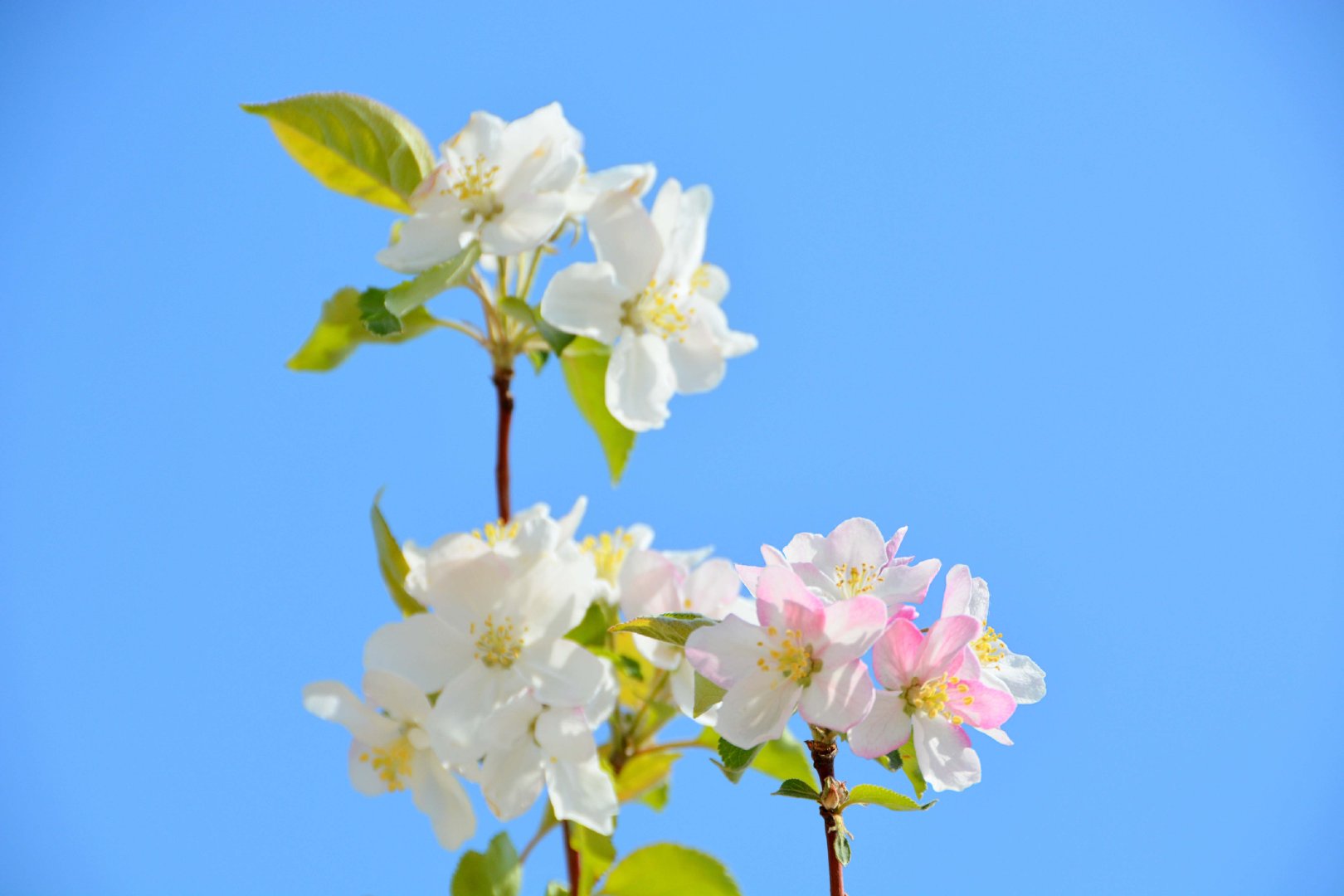 粉白海棠花,原创拍摄|海棠花|原创|拍摄_新浪新闻