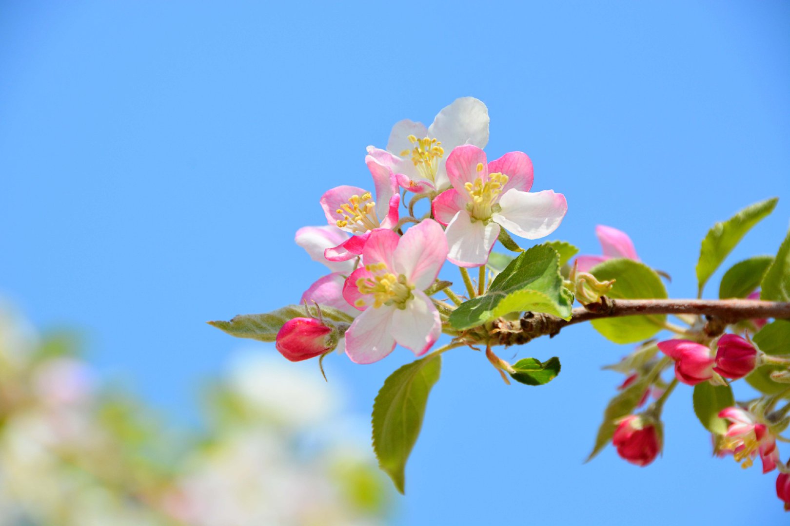 粉白海棠花,原创拍摄|海棠花|原创|拍摄_新浪新闻
