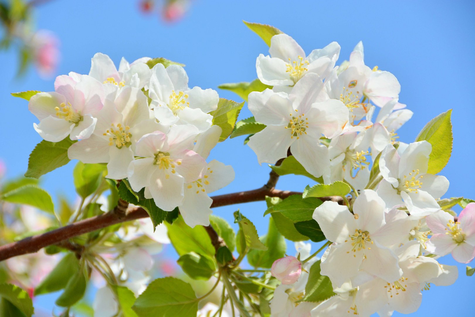 粉白海棠花,原创拍摄|海棠花|原创|拍摄_新浪新闻