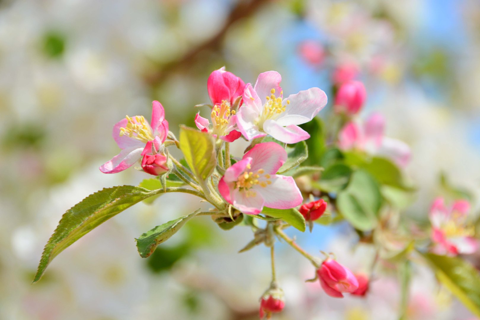 粉白海棠花,原创拍摄|海棠花|原创|拍摄_新浪新闻