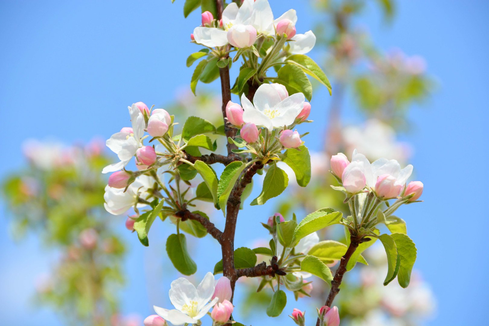 粉白海棠花,原创拍摄|海棠花|原创|拍摄_新浪新闻