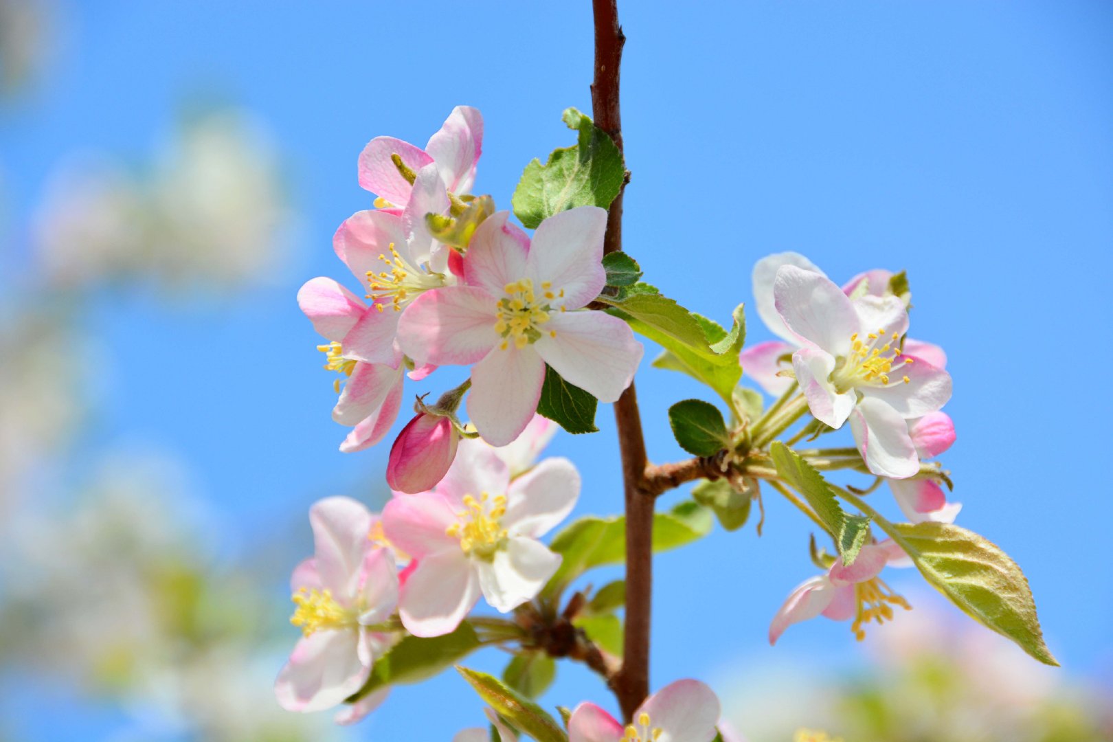 粉白海棠花,原创拍摄|海棠花|原创|拍摄_新浪新闻