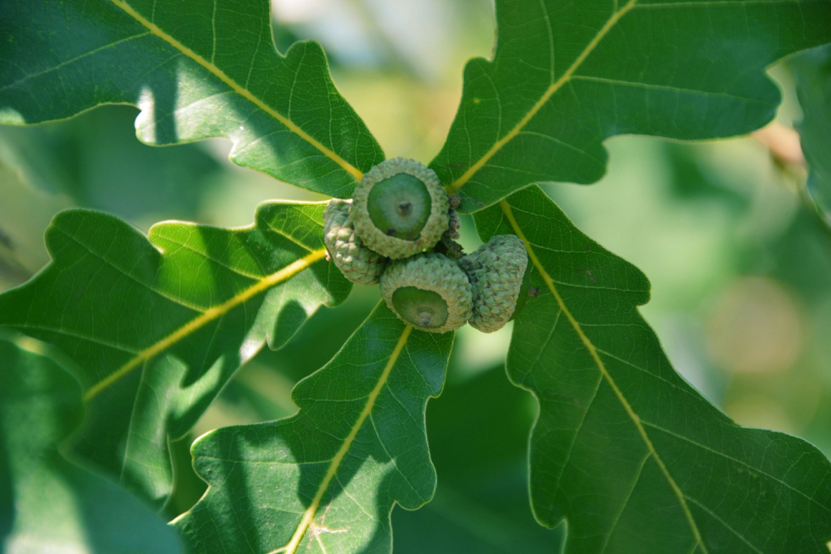 蒙古栎树果实种子,原创拍摄|蒙古|栎树|果实_新浪新闻