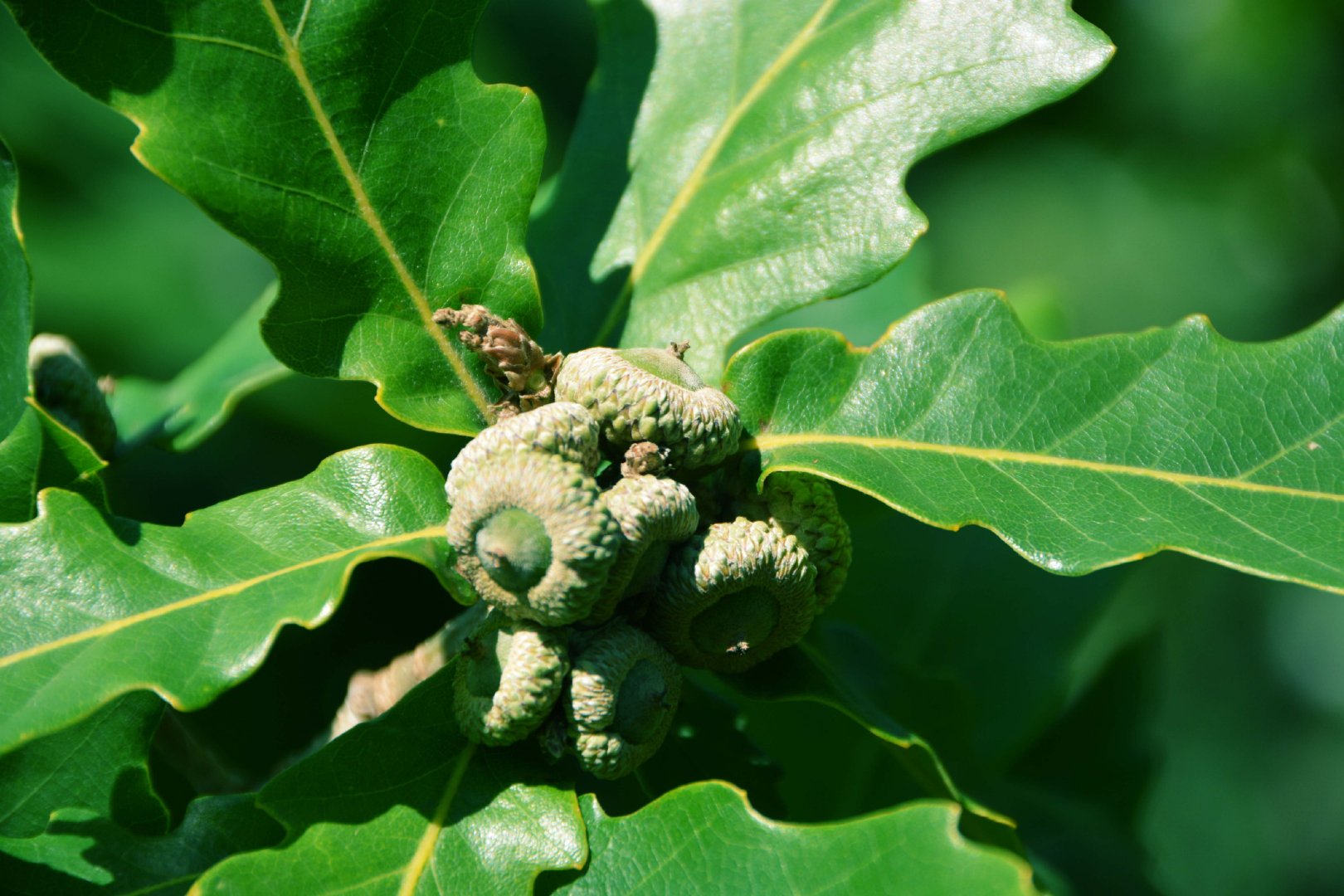 蒙古栎树果实种子,原创拍摄|蒙古|栎树|果实_新浪新闻