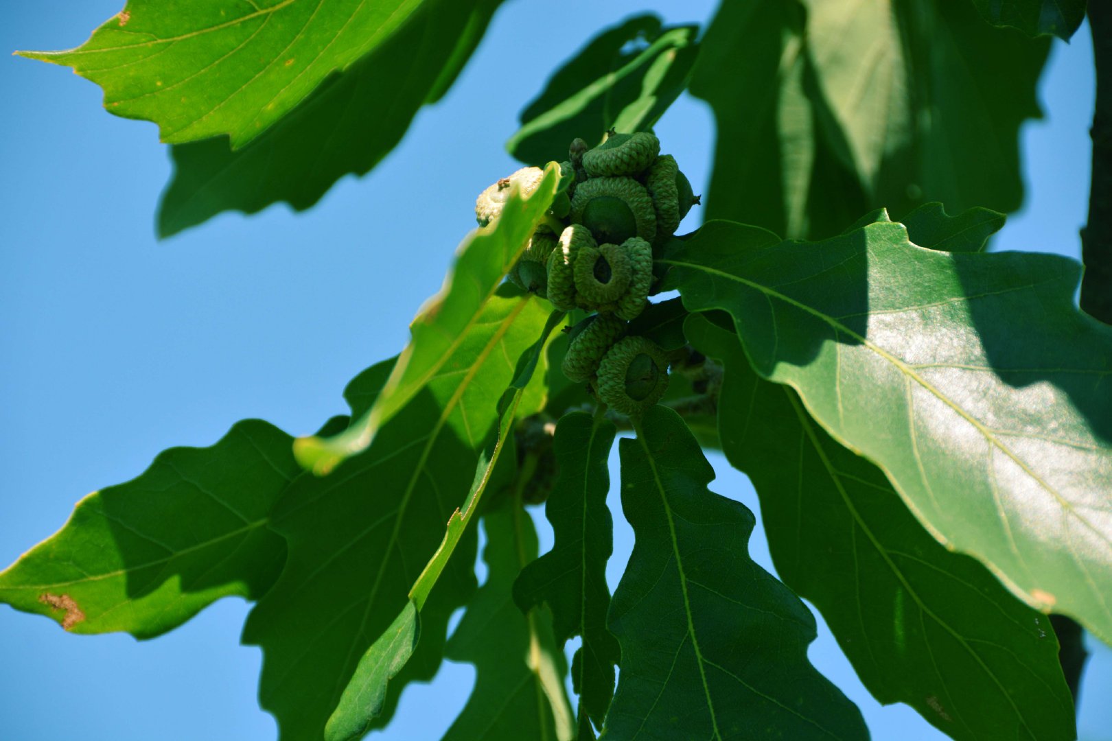 蒙古栎树果实种子,原创拍摄|蒙古|栎树|果实_新浪新闻