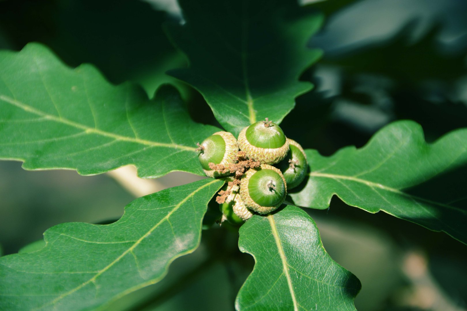 蒙古栎树果实种子,原创拍摄|蒙古|栎树|果实_新浪新闻