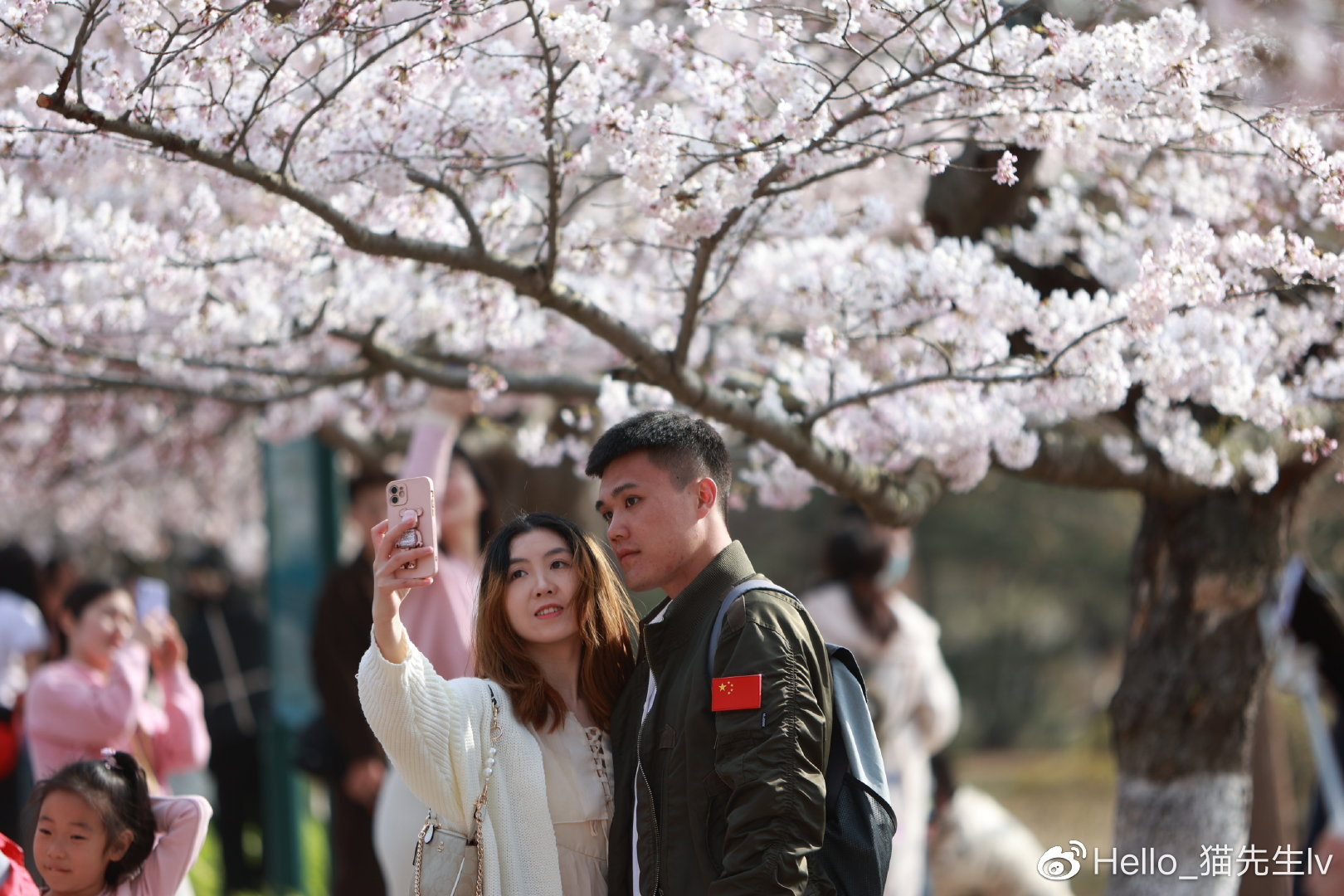 青岛中山公园樱花开了,数万游客挤满樱花大道__财经头条