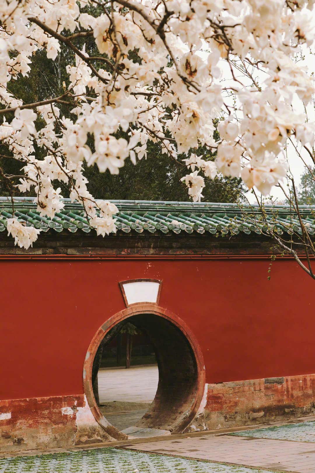 红墙绿瓦,白玉兰香