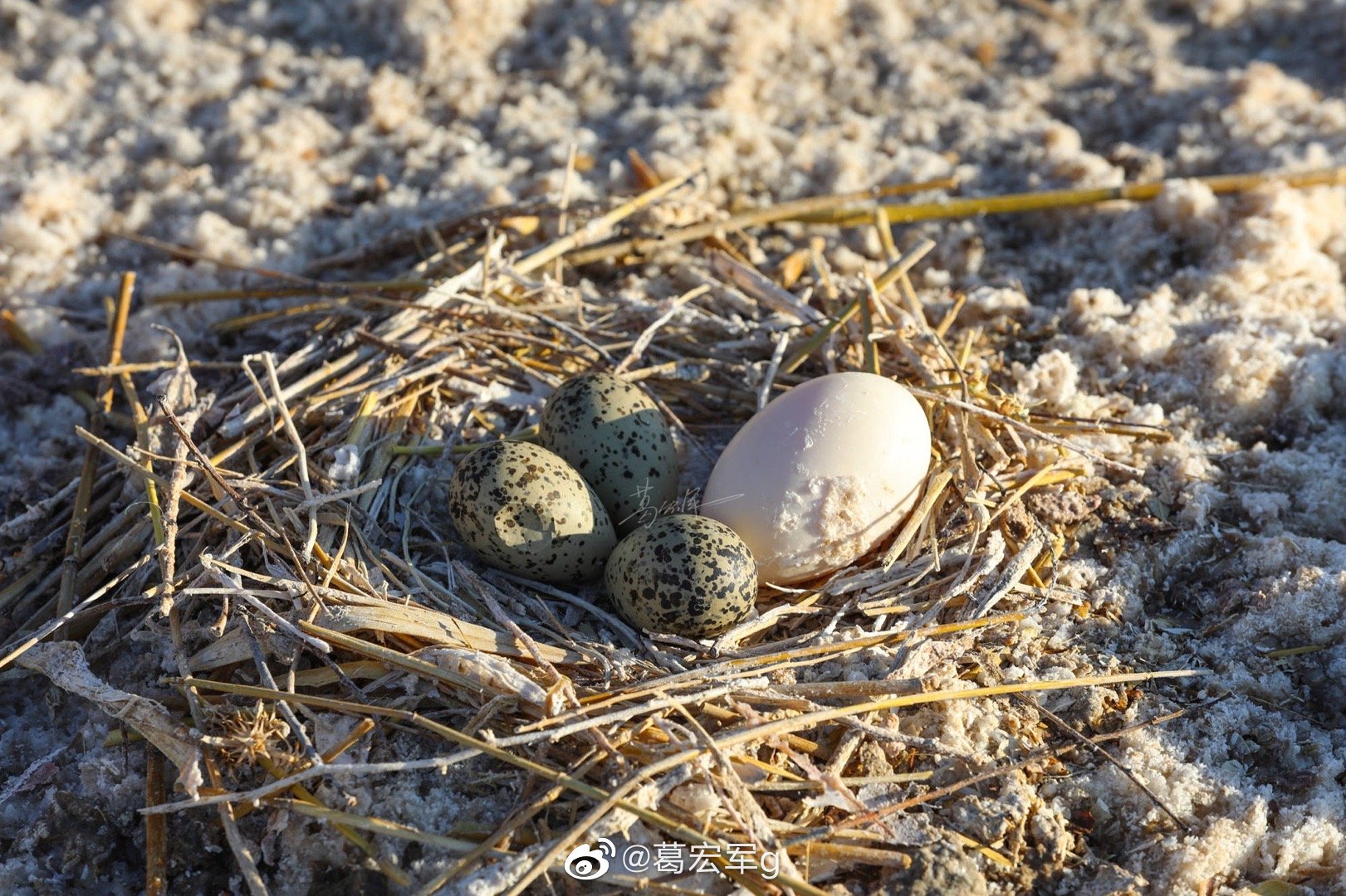 偶遇一群一大堆鸟蛋,还有刚刚孵化的鸟,随拍几张.