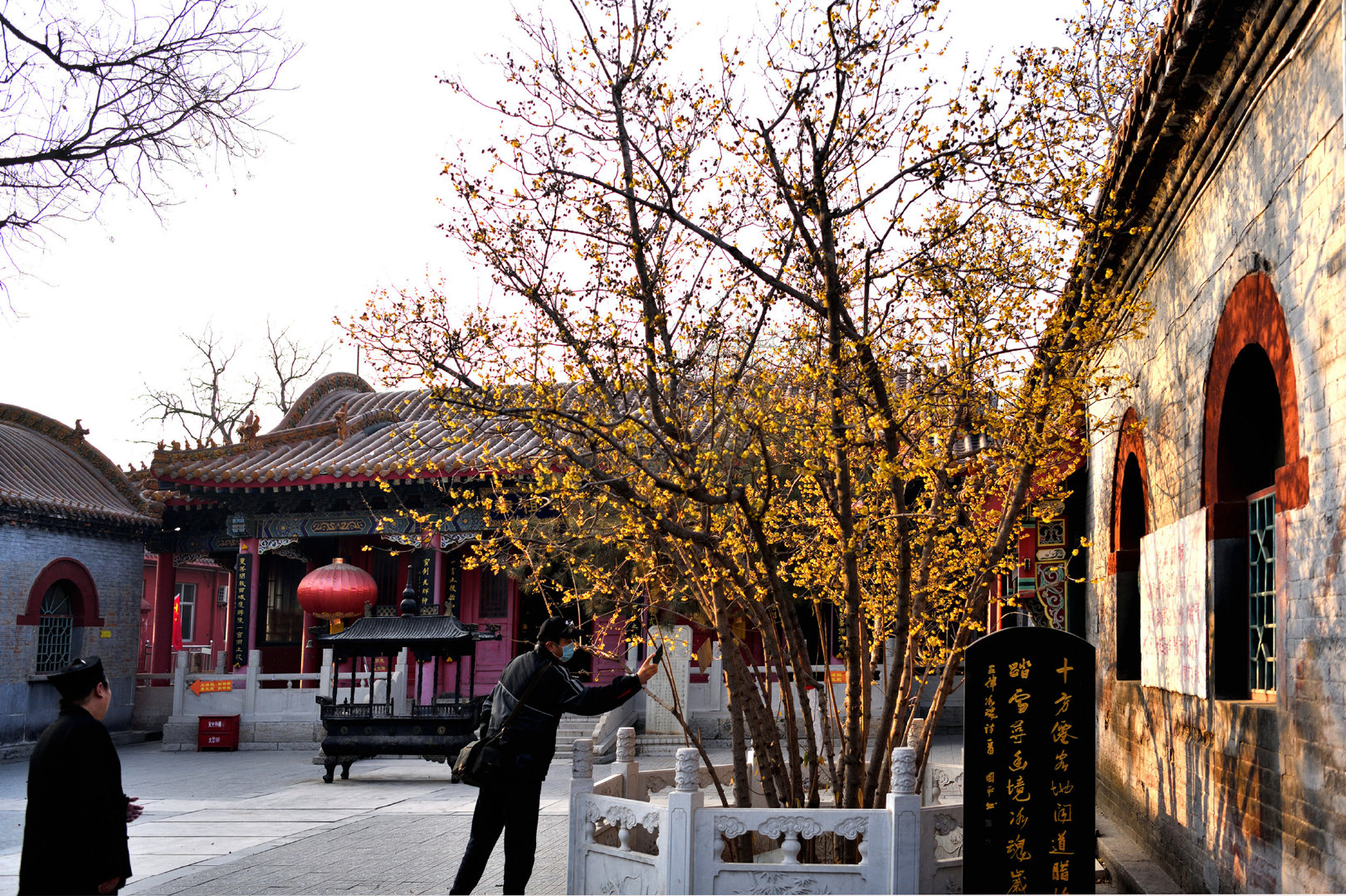 河北石家庄鹿泉区:腊梅花开十方院