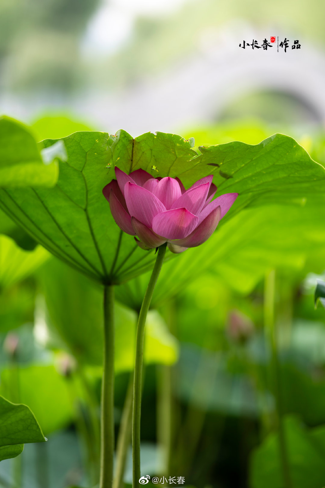 长春南湖公园的荷花开了@长春发布