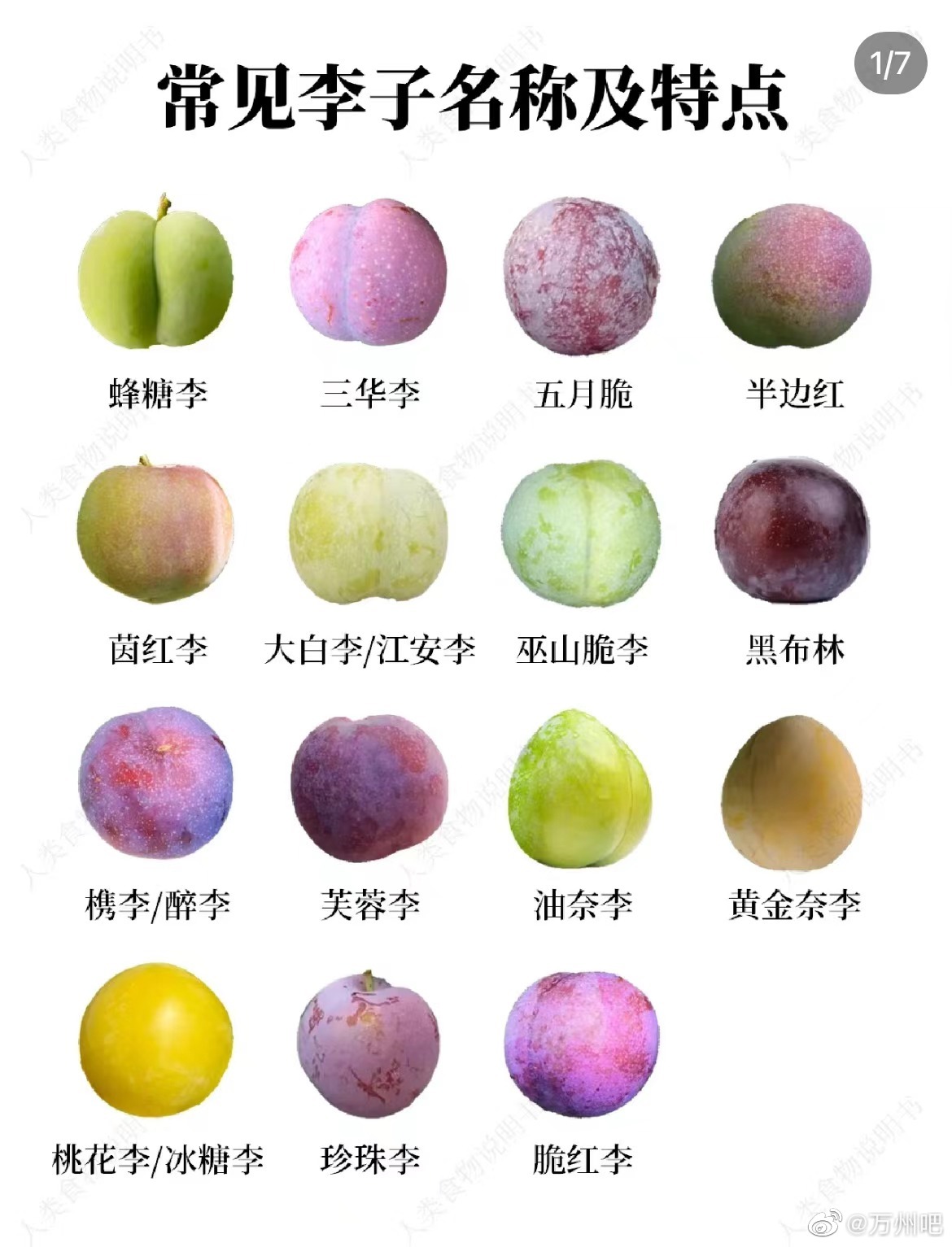 市面上这么多的李子,你最近吃的是哪种?多少钱?