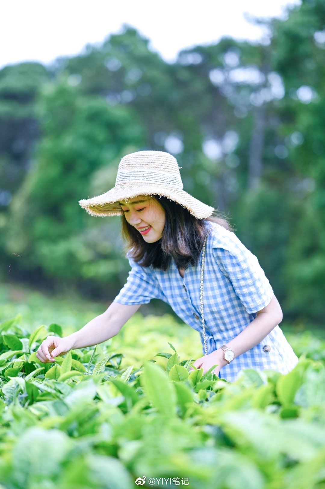 普洱的茶山,今天是采茶少女95_高清图集_新浪网
