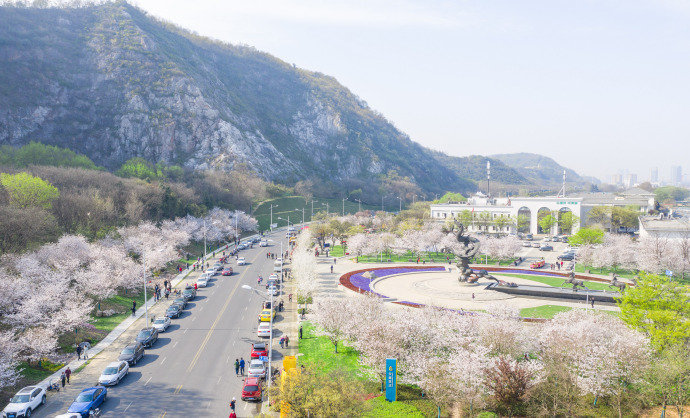 又是一年樱花季一起俯瞰南京幕燕滨江区