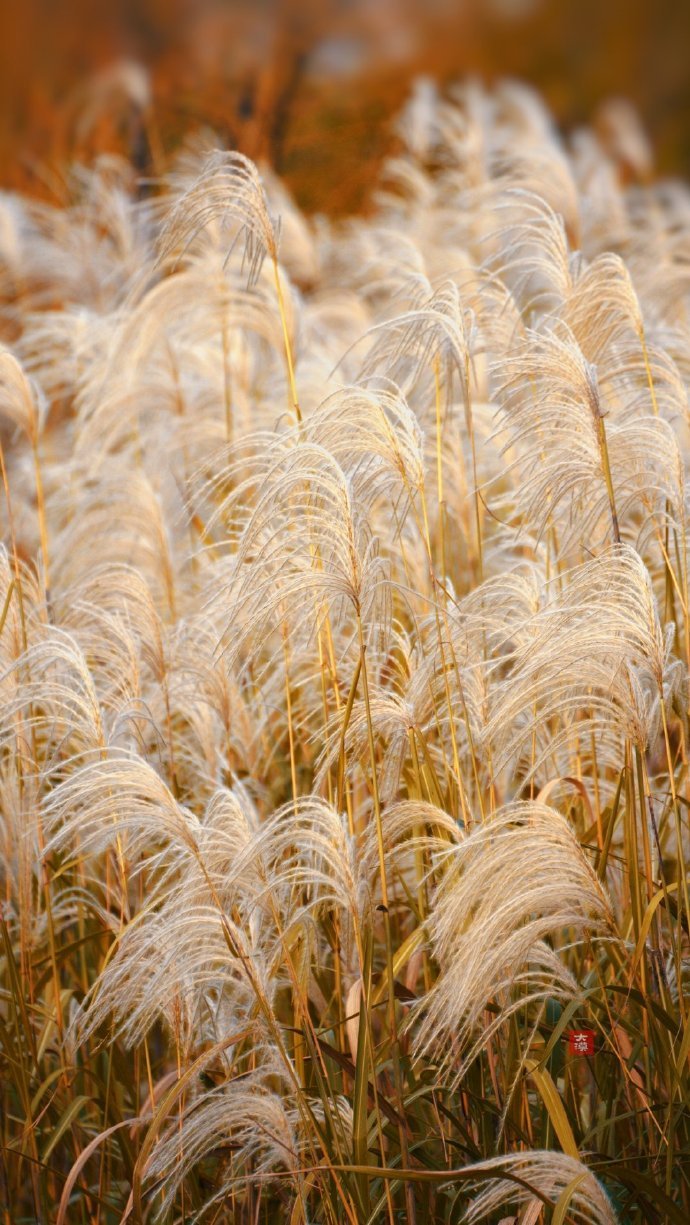 苏州· 暮光郊野,衰草连天_高清图集_新浪网