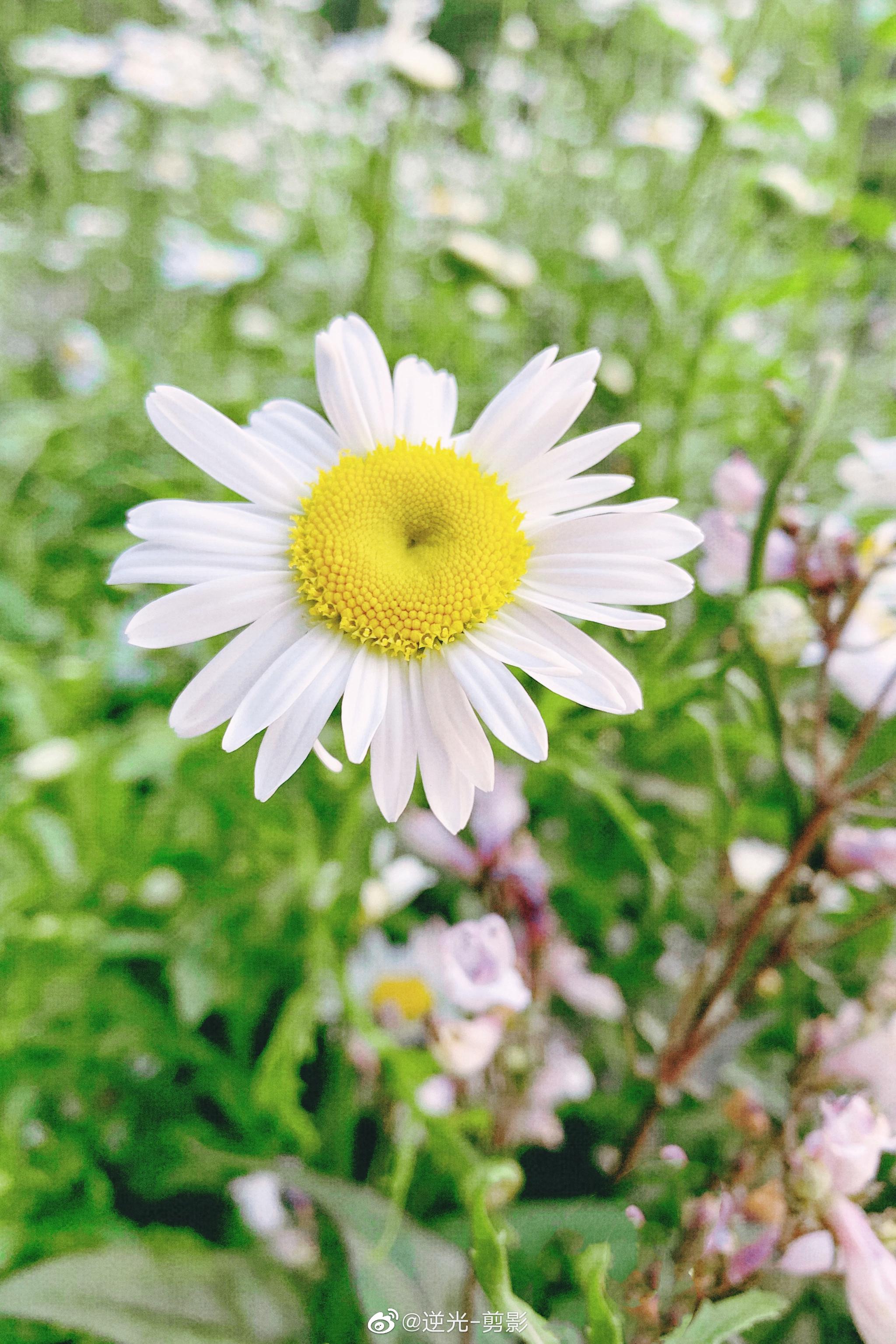 平平静静的遛个弯再拍几张平平淡淡的手机图