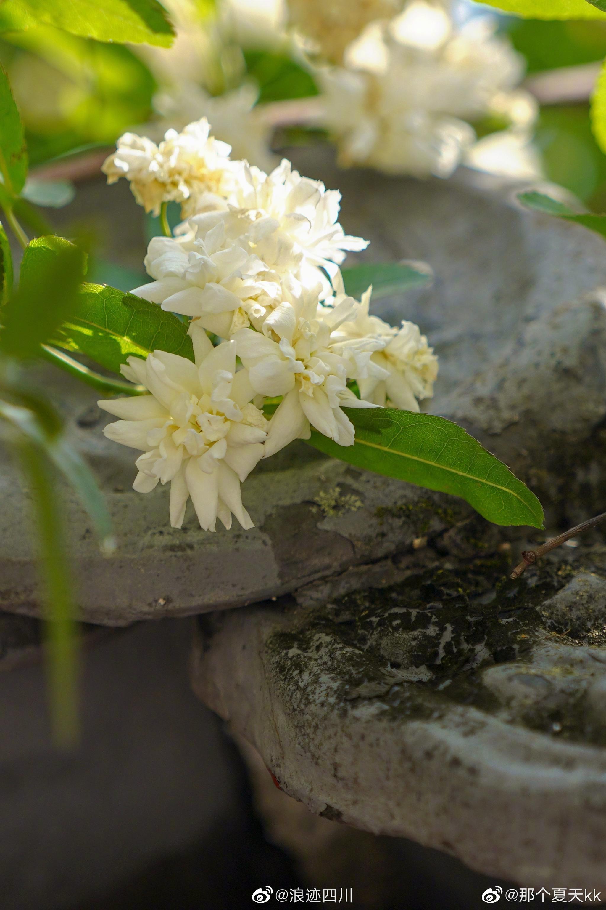 七里香在风中绽放与春日相拥