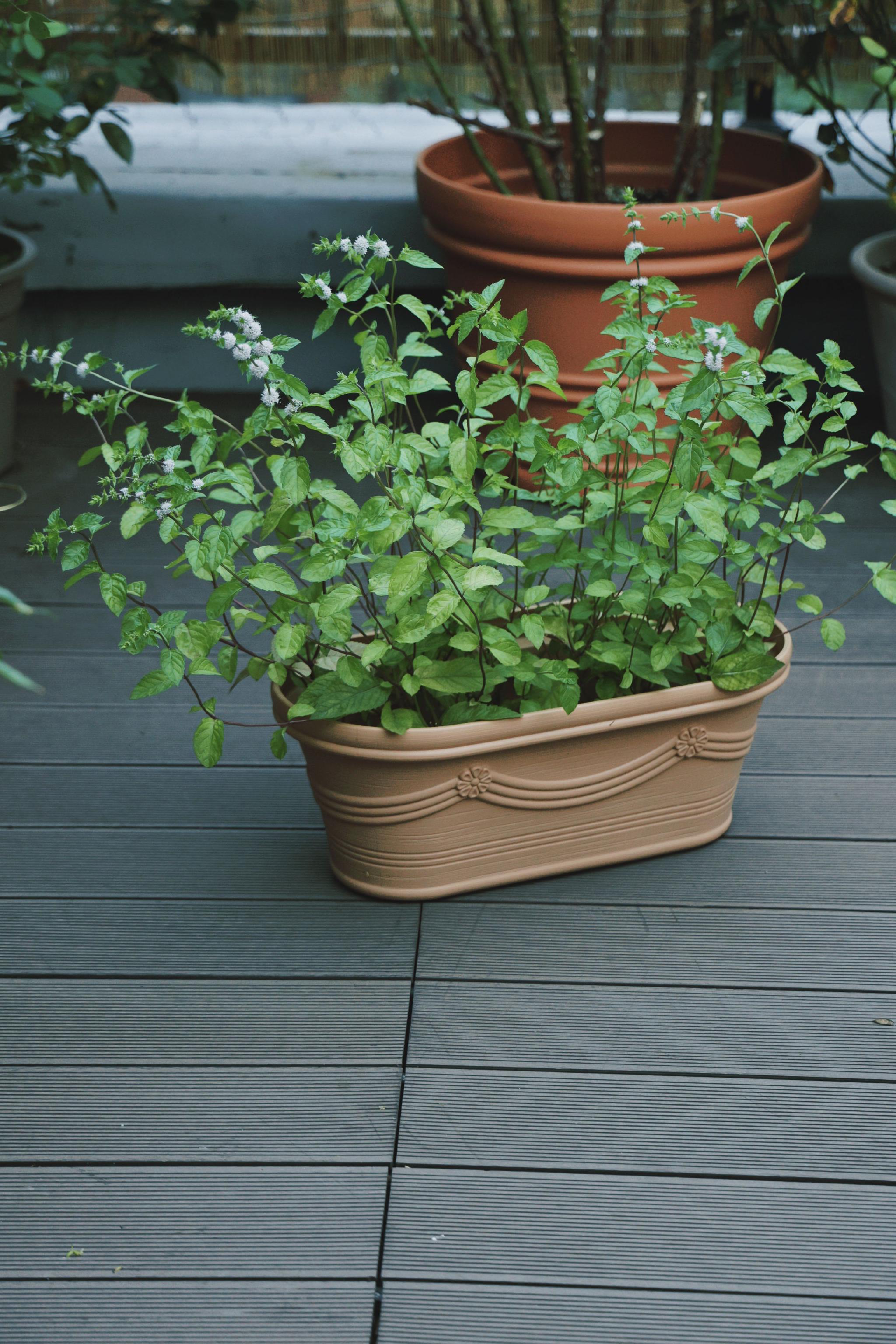 我把薄荷养开花了_高清图集_新浪网