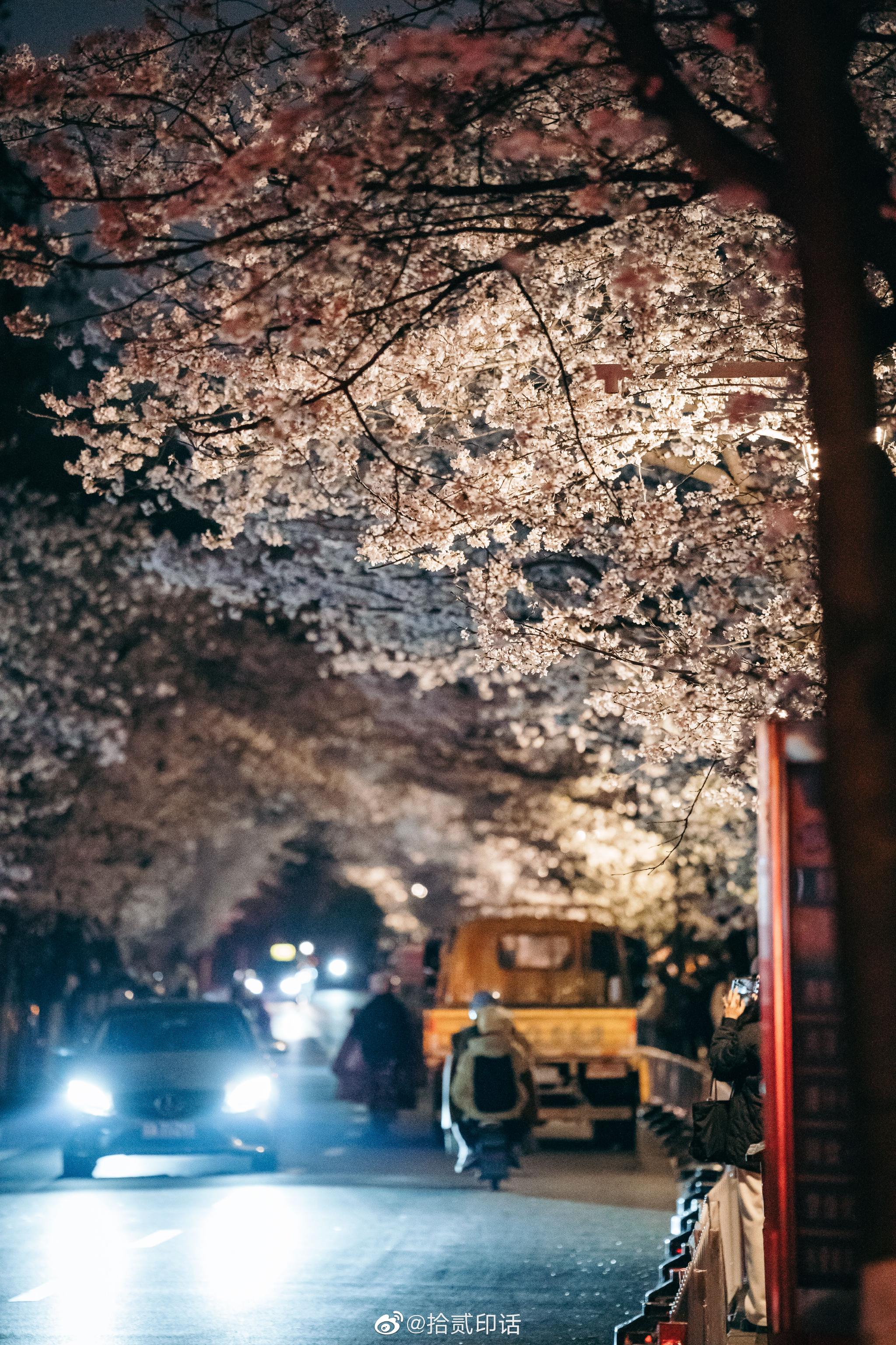 夜幕下的樱花 | 鸡鸣寺夜樱的盛放