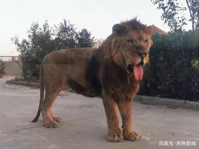 邯郸动物园非洲狮"换完毛"雄风依旧|雄狮|邯郸市|狮子_新浪新闻