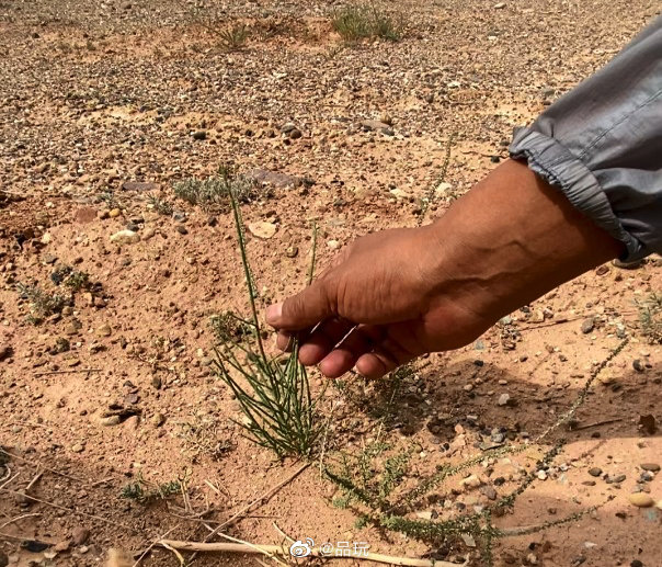 近日有网友反映，位于内蒙古阿拉善左旗的蚂蚁森林277号林疑似未种植休闲区蓝鸢梦想 - Www.slyday.coM