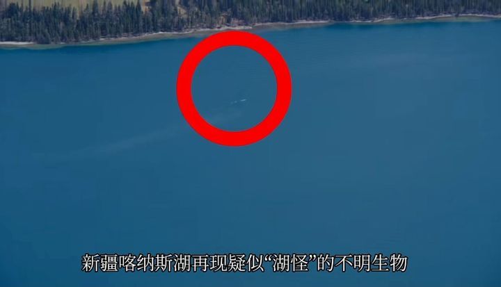 喀纳斯湖水怪又现身了湖面突现巨大黑影哲罗鲑在前面游动