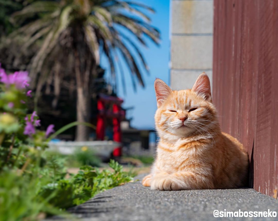 野良猫 Ins Simabossneko