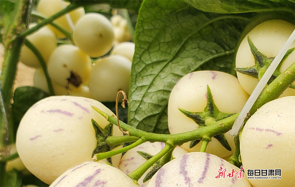 瓜州七彩人参果"种"出致富路