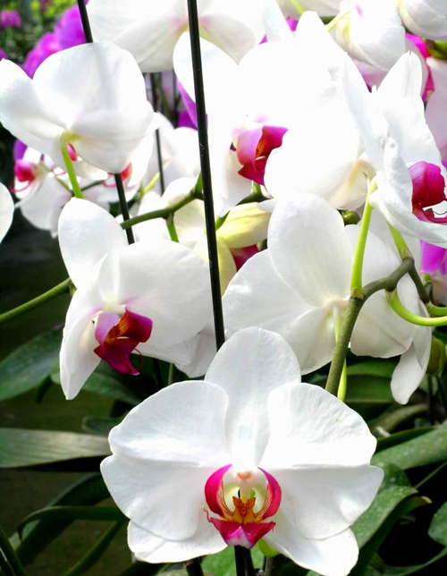 6种新手不要轻易尝试的植物,有需要特别注意的点,学一学!休闲区蓝鸢梦想 - Www.slyday.coM 6种新手不要轻易尝试的植物,有需要特别注意的点,学一学!休闲区蓝鸢梦想 - Www.slyday.coM