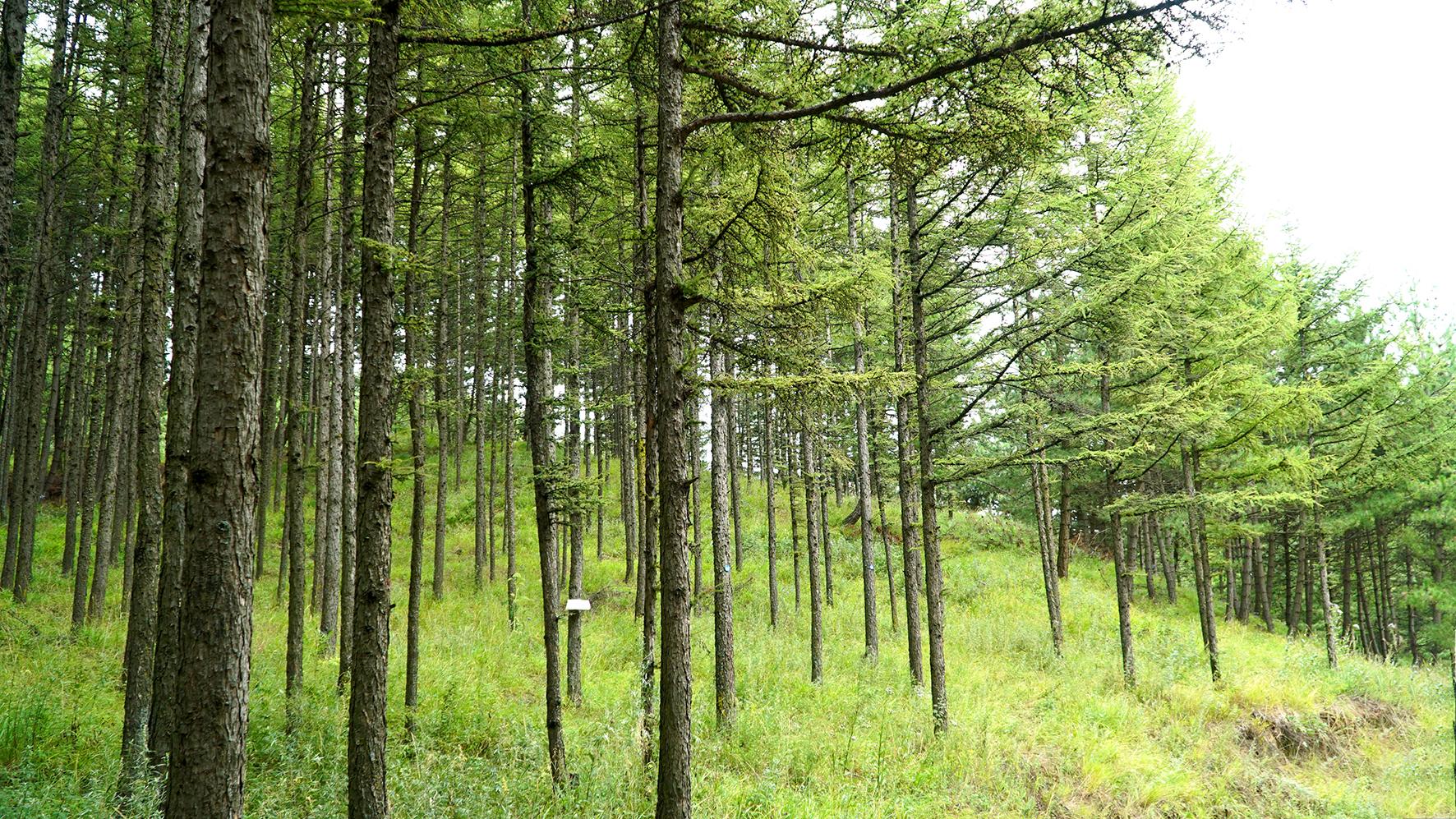 【走进自然,感受山水宁夏】水沟林场:系统"疗法"精准提升六盘山区高密