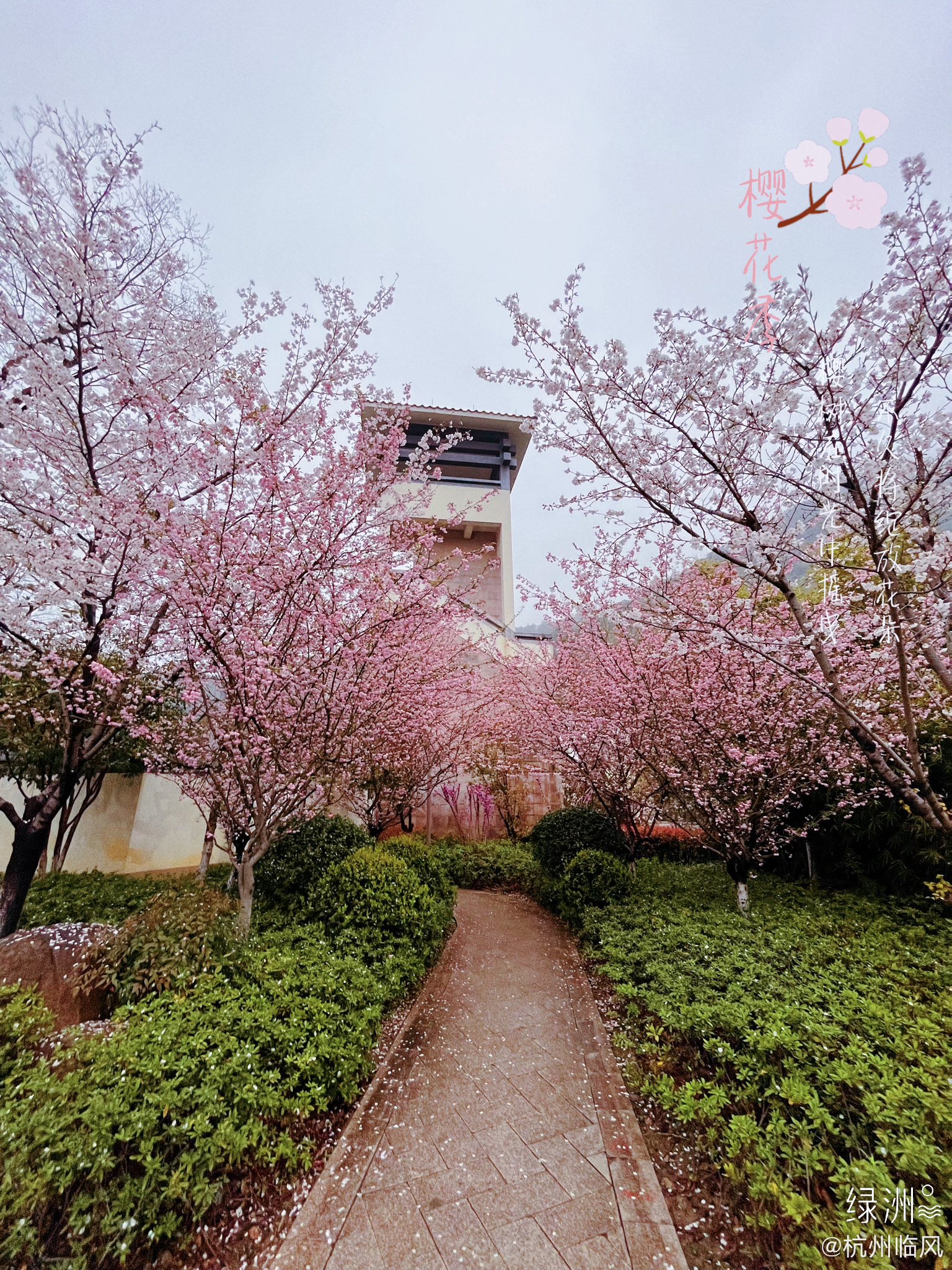 杭州萧山湘湖金融小镇樱花