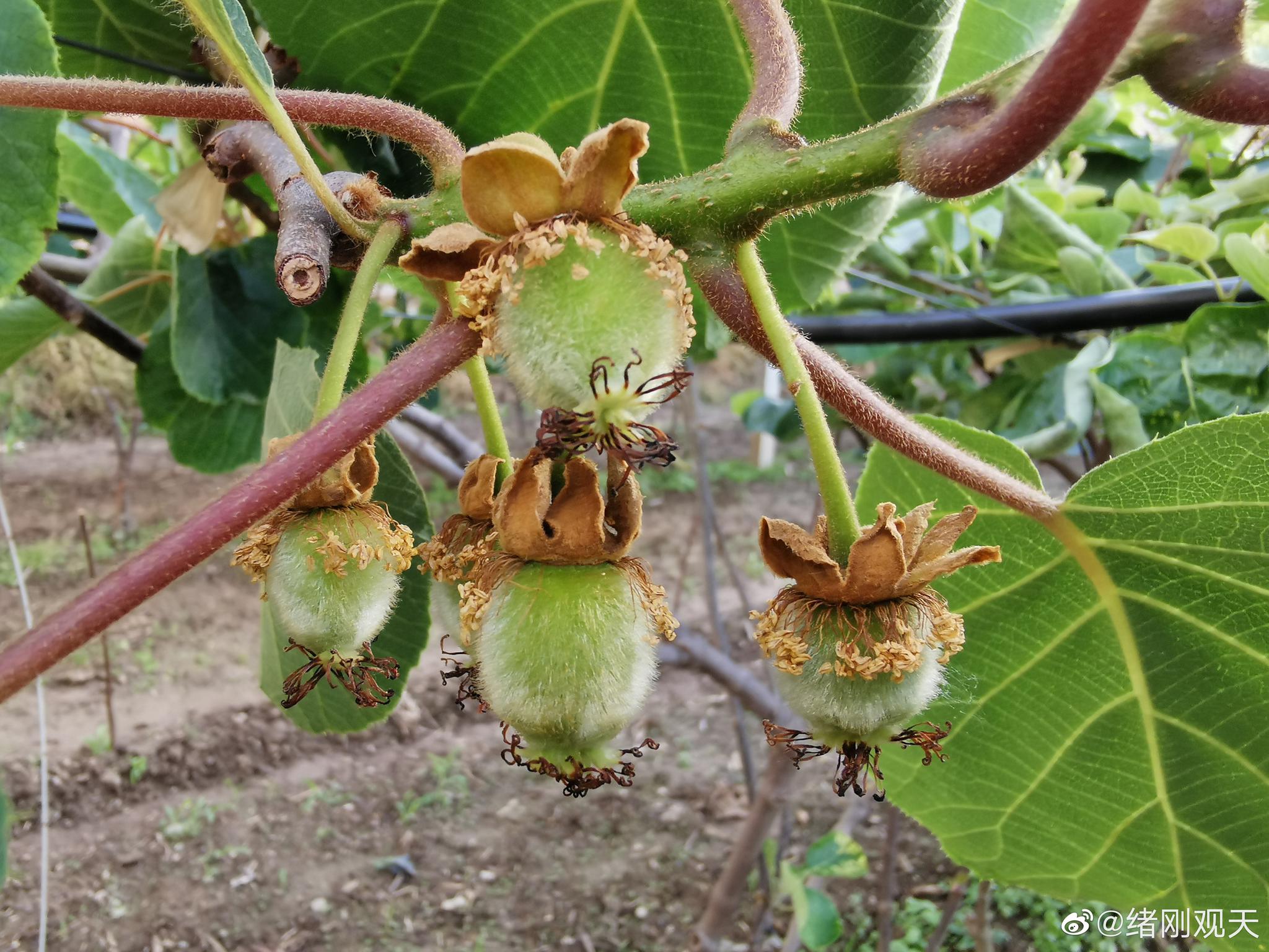 绪刚说事猕猴桃成功受孕结出了毛绒绒的小可爱
